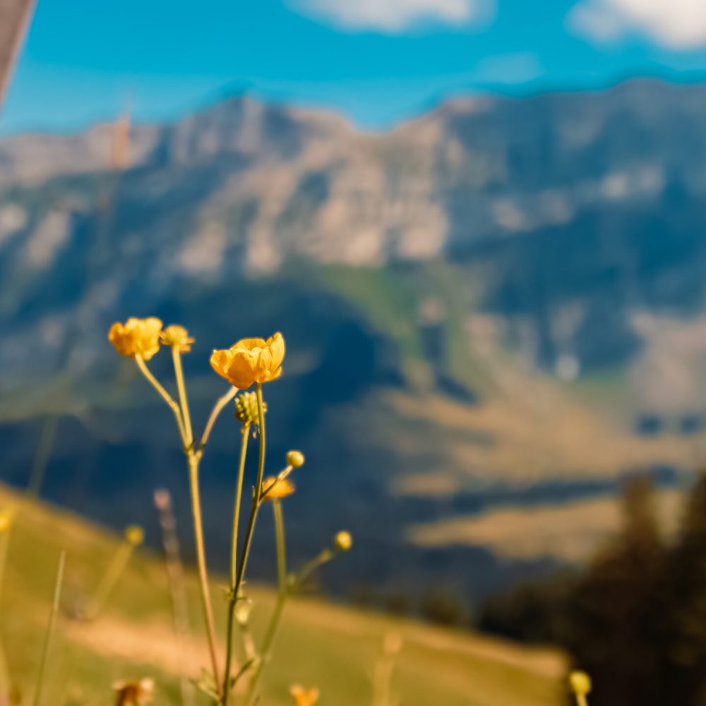 Ranunculus acris, perennial European buttercup, at the famous Kronberg mountain, Appenzell, Alpstein, Switzerland